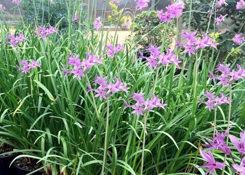 Tulbaghia violacea - Society Garlic