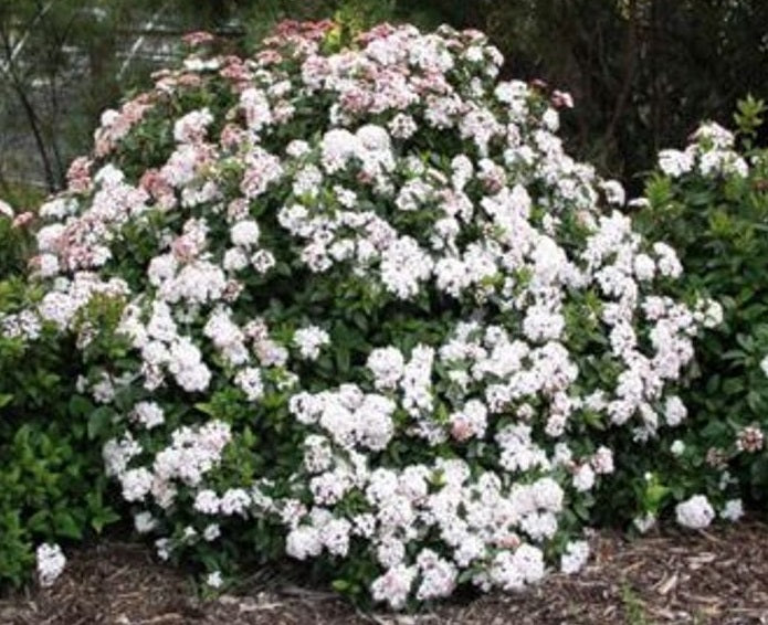 Viburnum tinus - ANVI - Laurustine