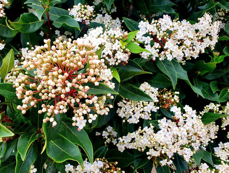 Viburnum tinus - Laurustine