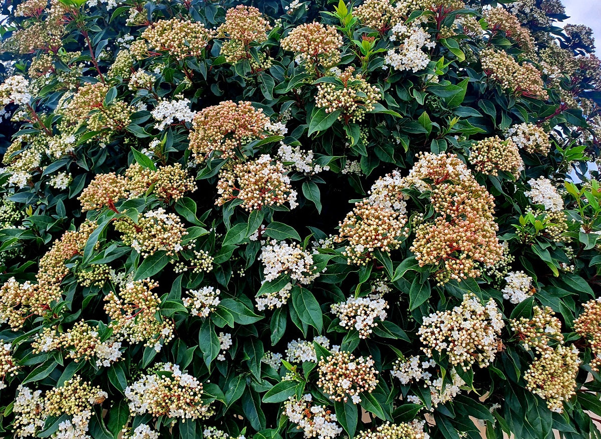 Viburnum tinus - Laurustine