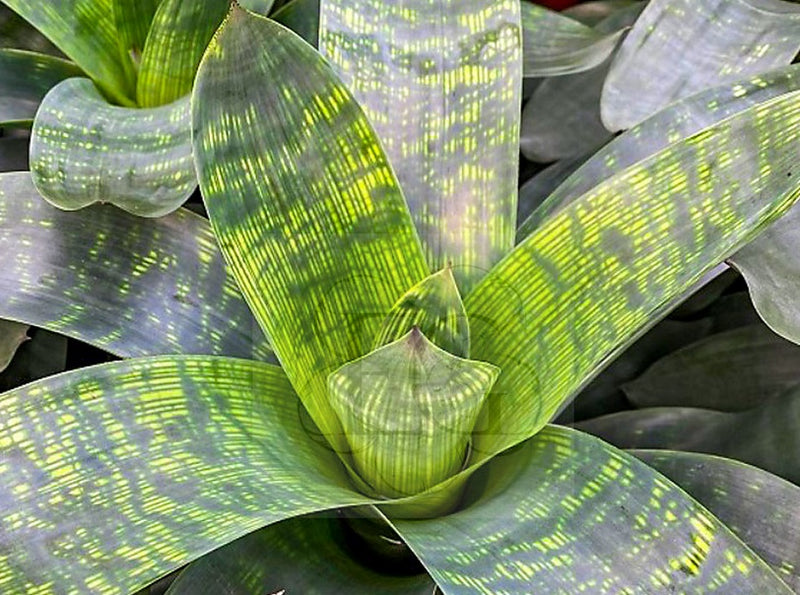 Vriesea gigantea - NOVA - Giant Bromeliad