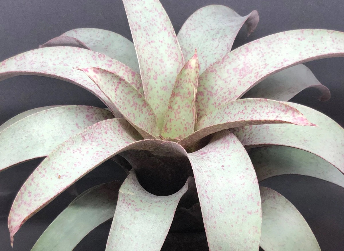 Vriesea saundersii - Tijuca Bromeliad