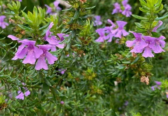 Westringia fruticosa - MIGHTY BLOOM - Coastal Rosemary