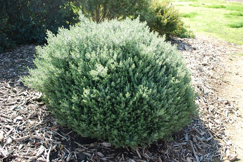 Westringia fruticosa - LITTLE WESTIE - Coastal Rosemary