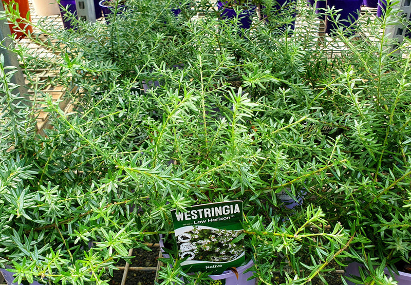 Westringia fruticosa - LOW HORIZON™ - Prostrate Coastal Rosemary 'WES06' PBR