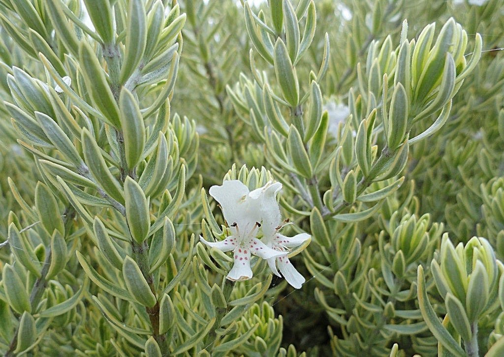 Westringia fruticosa - MORNING LIGHT - Coastal Rosemary