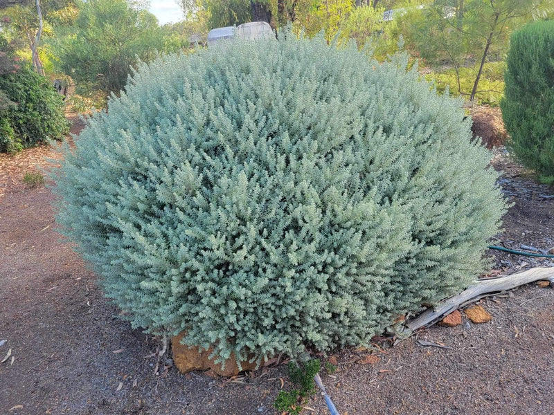 Westringia fruticosa - SMOKEY - Variegated Coastal Rosemary