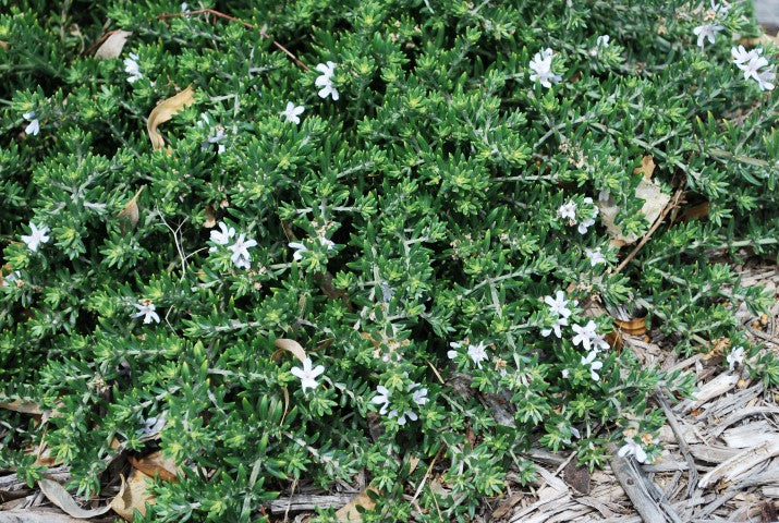 Westringia fruticosa - ZENA - Coastal Rosemary