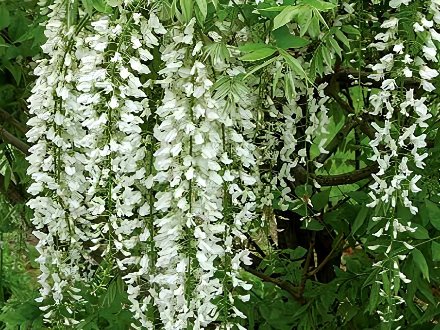 Wisteria sinensis - ALBA - White Chinese Wisteria