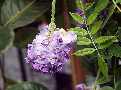 Wisteria frutescens - AMETHYST FALLS - American Wisteria 'Amethyst Falls' PBR