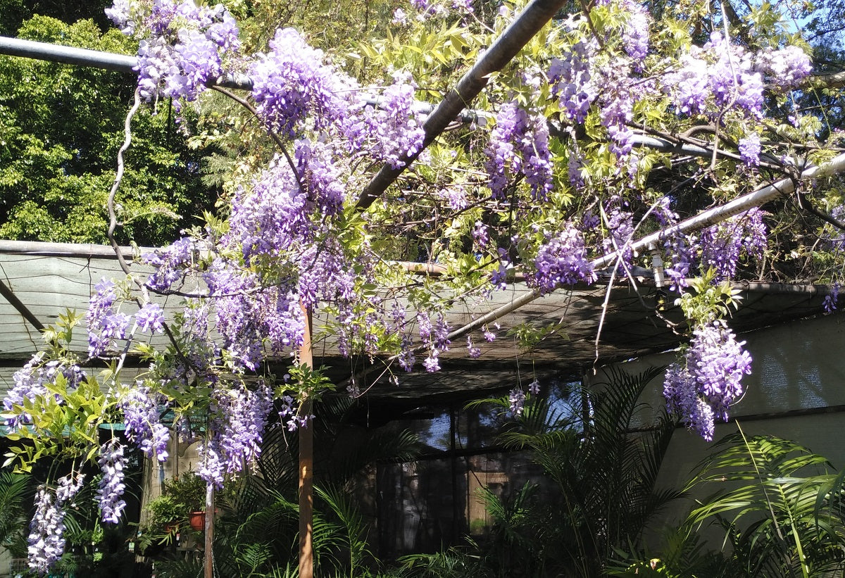 Wisteria sinensis - Chinese Wisteria