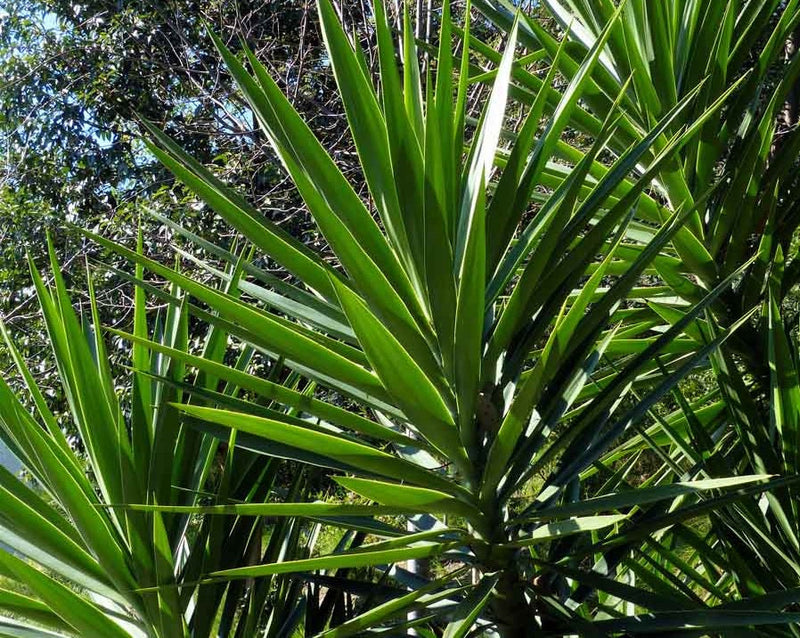 Yucca gigantea - Spineless Yucca