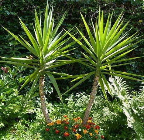 Yucca gigantea - Spineless Yucca