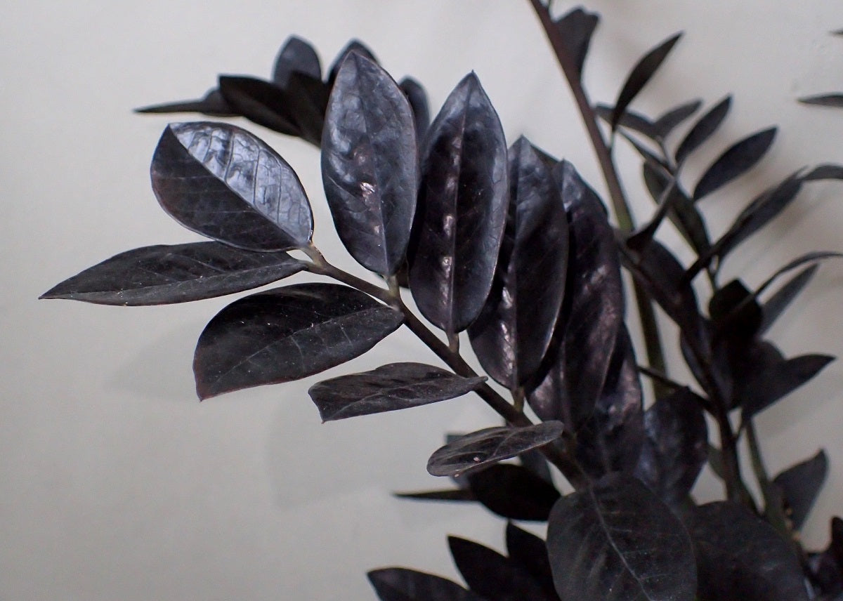 Zamioculcas zamiifolia - RAVEN - Black ZZ Plant 'DOWON' PBR