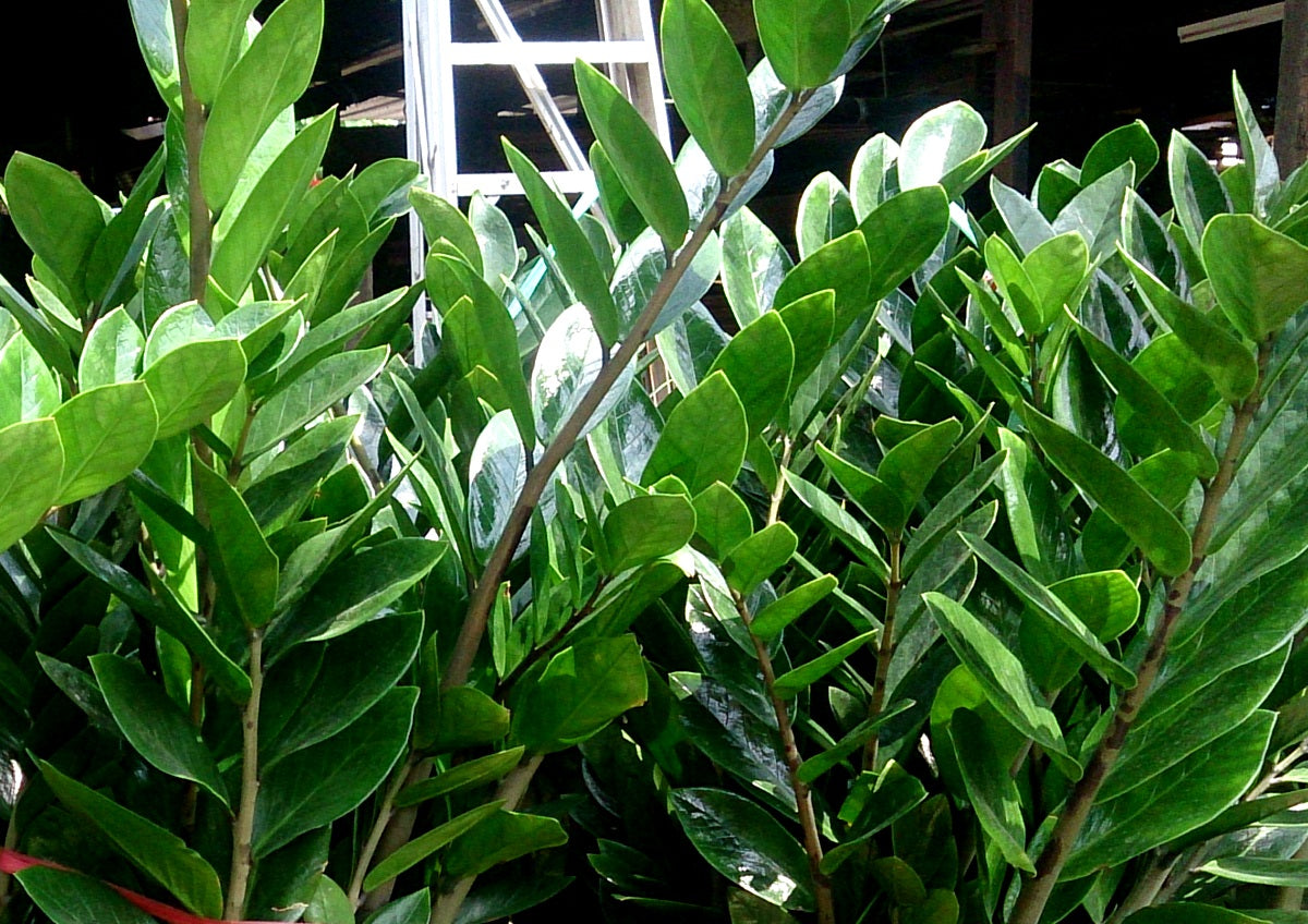 Zamioculcas zamiifolia - ZZ Plant