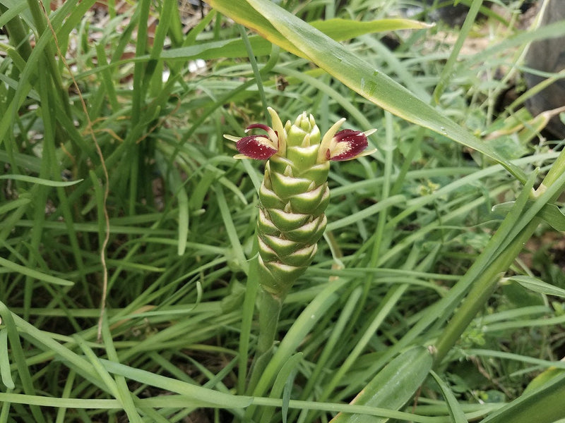 Zingiber officinale - Edible Ginger