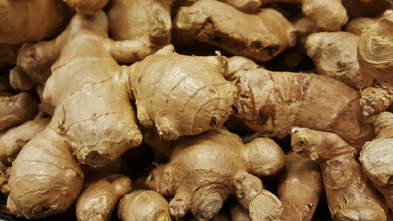 Zingiber officinale - Edible Ginger