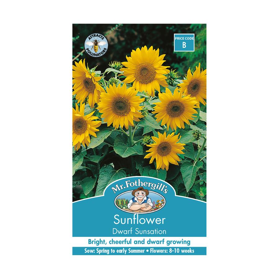 Seeds B Sunflower Dwarf Sunsation