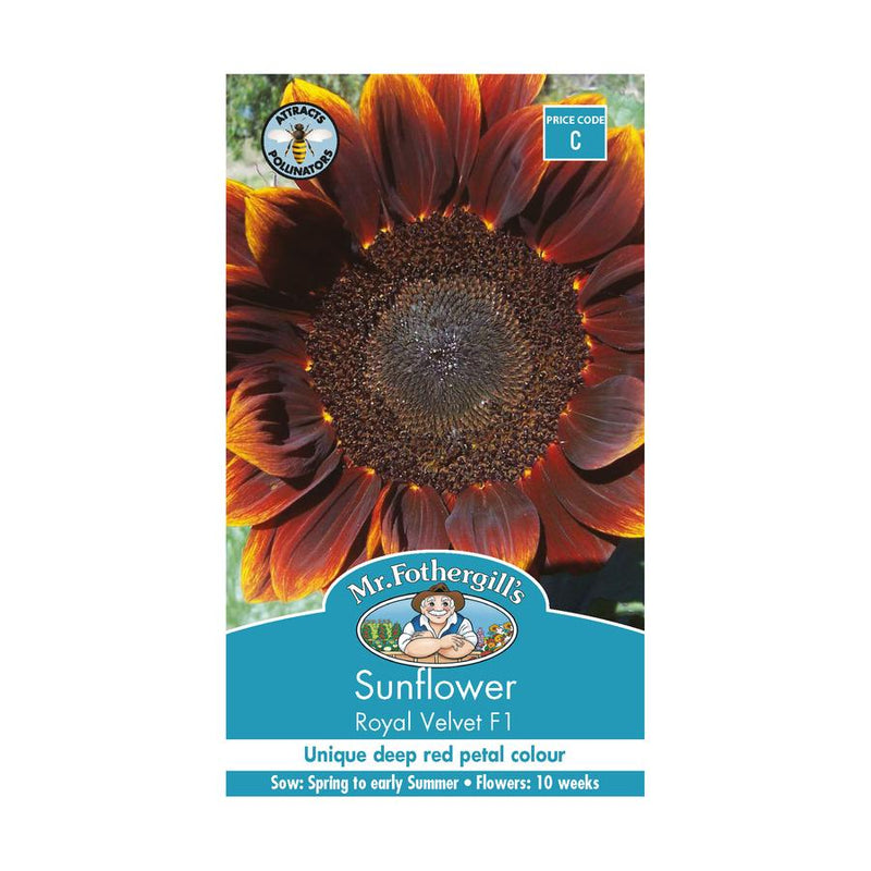 Seeds C Sunflower Royal Velvet