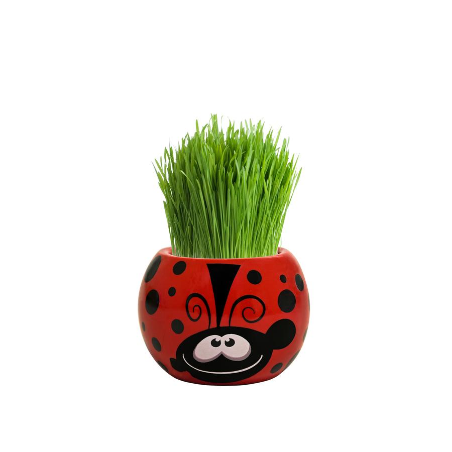 Grass Hair Kit Friendly Bugs Ladybug