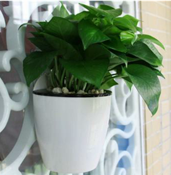 Self Watering Wall Pot