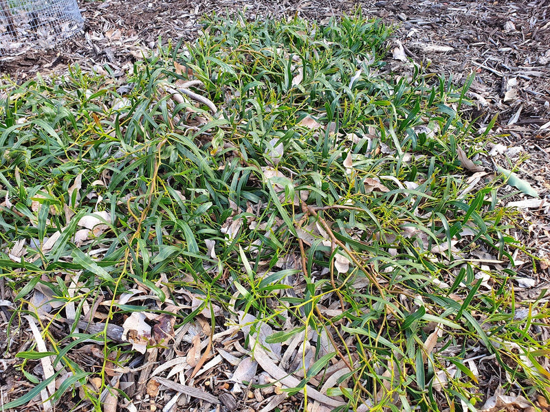 Acacia saligna - Prostrate Golden Wattle