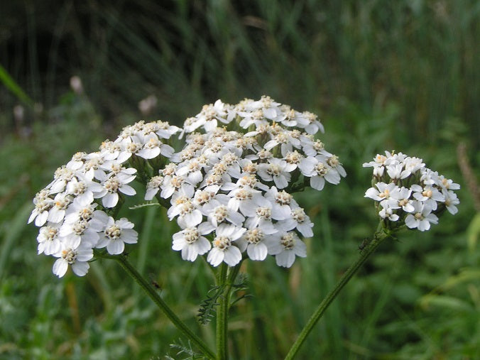 Yarrow - WHITE - Achillea millefolium