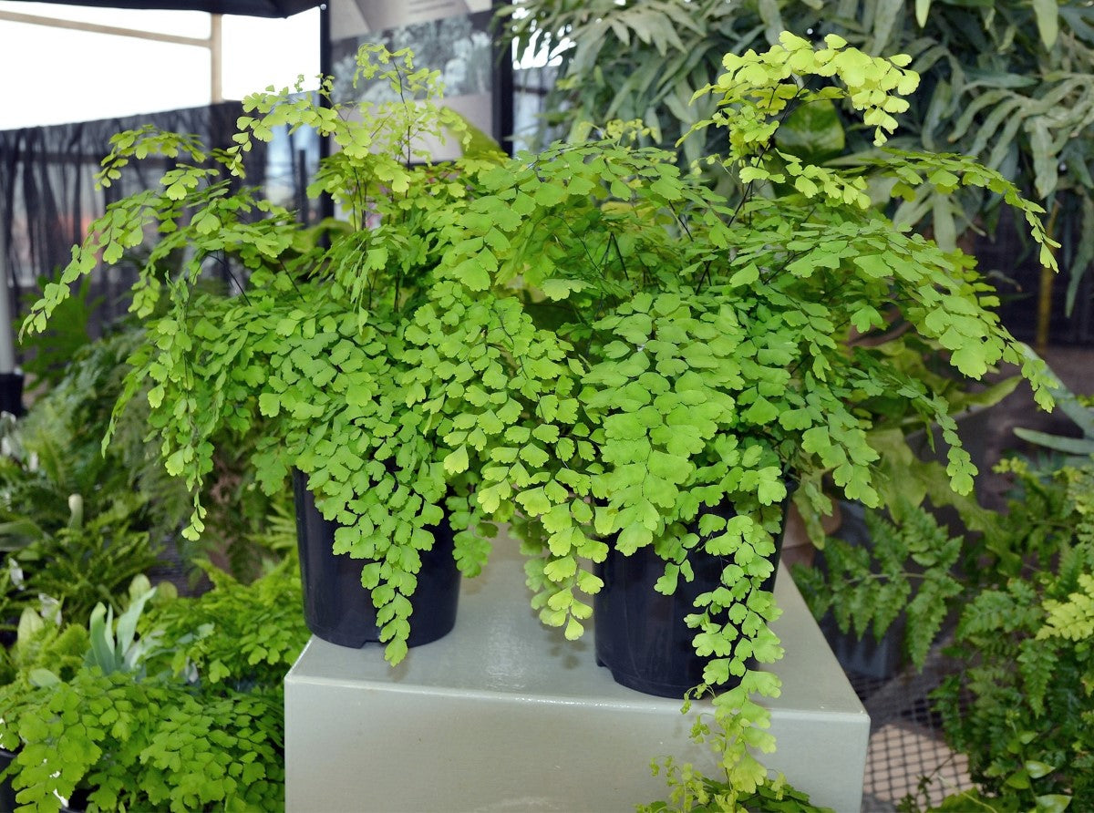 Adiantum fragrans - Maidenhair Fern