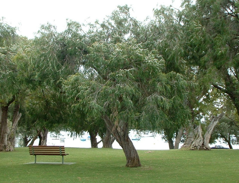 Agonis flexuosa - WA Peppermint Willow