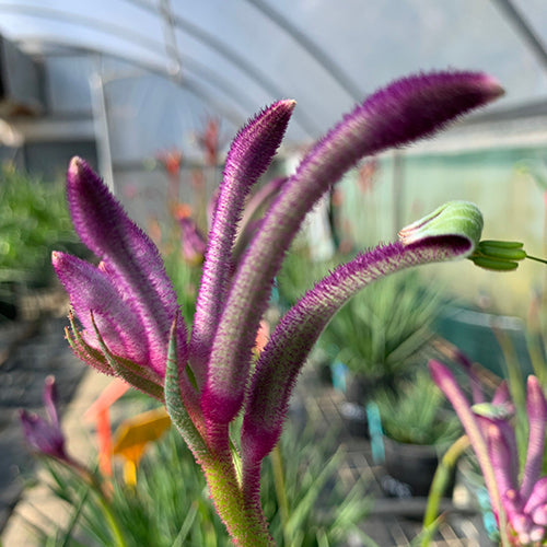 Anigozanthos - Celebrations® CARNIVALE™ - Kangaroo Paw 'KPCARN' PBR