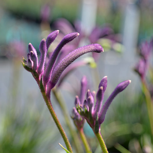 Anigozanthos - Celebrations® CARNIVALE™ - Kangaroo Paw 'KPCARN' PBR