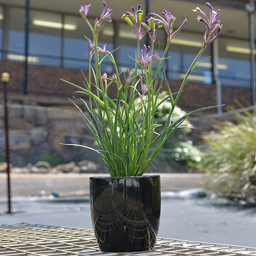 Anigozanthos - Celebrations® CARNIVALE™ - Kangaroo Paw 'KPCARN' PBR