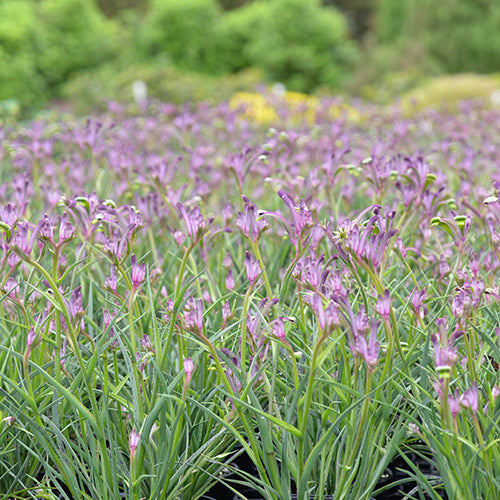 Anigozanthos - Celebrations® CARNIVALE™ - Kangaroo Paw 'KPCARN' PBR