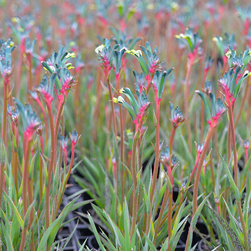 Anigozanthos - Celebrations® FIREWORKS™ - Kangaroo Paw 'KPWORKS' PBR