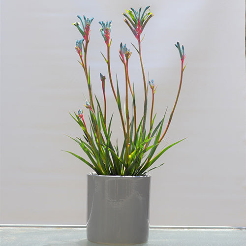 Anigozanthos - Celebrations® FIREWORKS™ - Kangaroo Paw 'KPWORKS' PBR