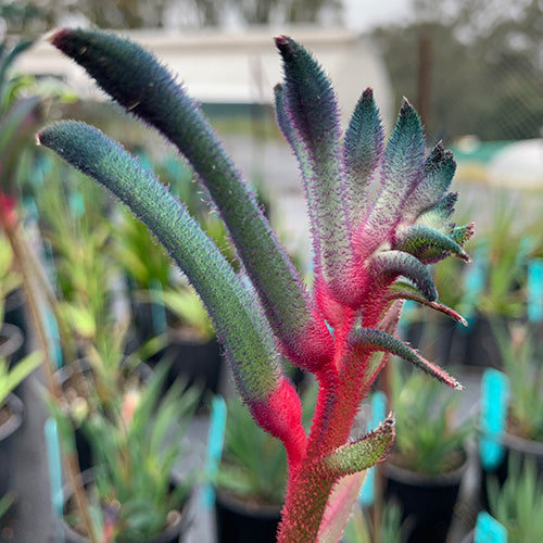 Anigozanthos - Celebrations® FIREWORKS™ - Kangaroo Paw 'KPWORKS' PBR