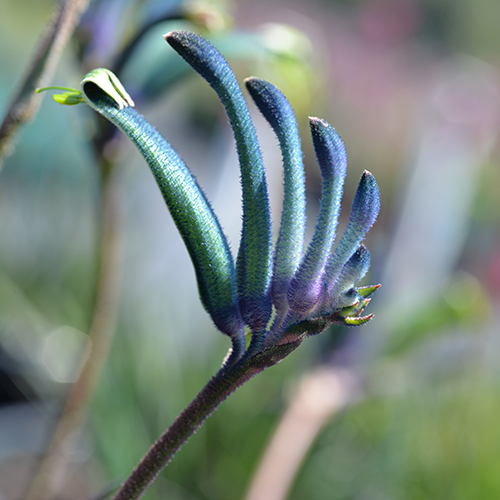 Anigozanthos - Celebrations® MASQUERADE™ - Kangaroo Paw 'KPMASQ' PBR