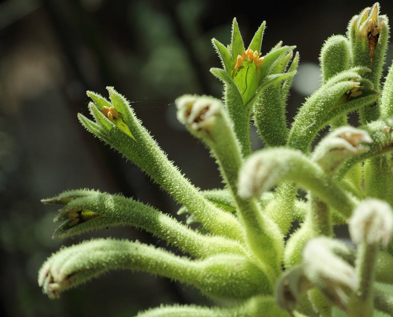 Anigozanthos flavidus - GREEN - Kangaroo Paw