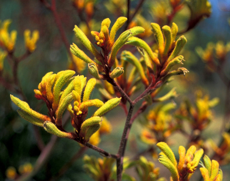 Anigozanthos flavidus - YELLOW - Kangaroo Paw