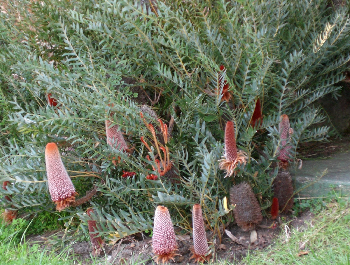 Banksia blechnifolia - Southern Blechnum Banksia