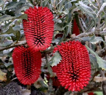 Banksia caleyi - Red Lantern Banksia