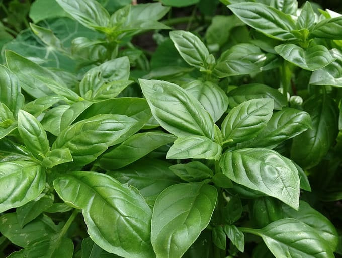 Basil Sweet - Ocimum basilicum