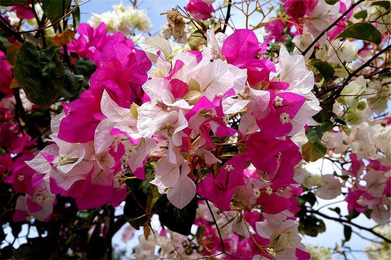 Bougainvillea - SNOW CAP