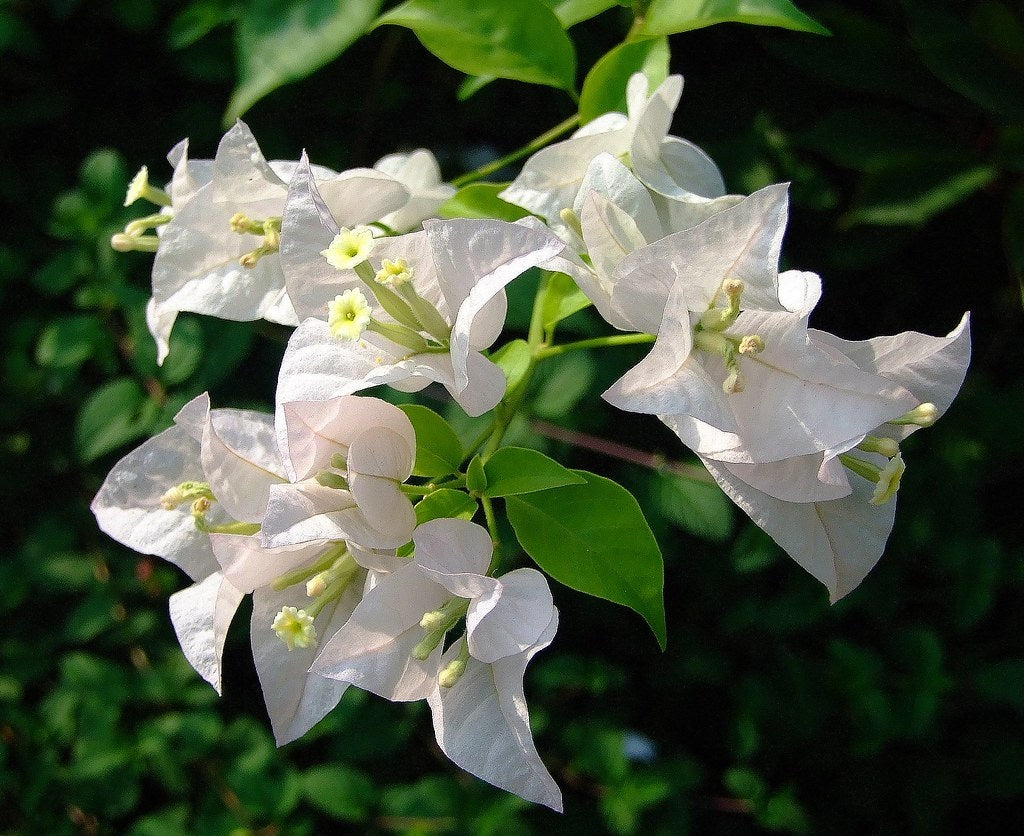 Bougainvillea - WHITE CASCADE