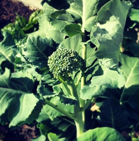 Broccoli - BABY BUNTING - Brassica oleracea Italica Group