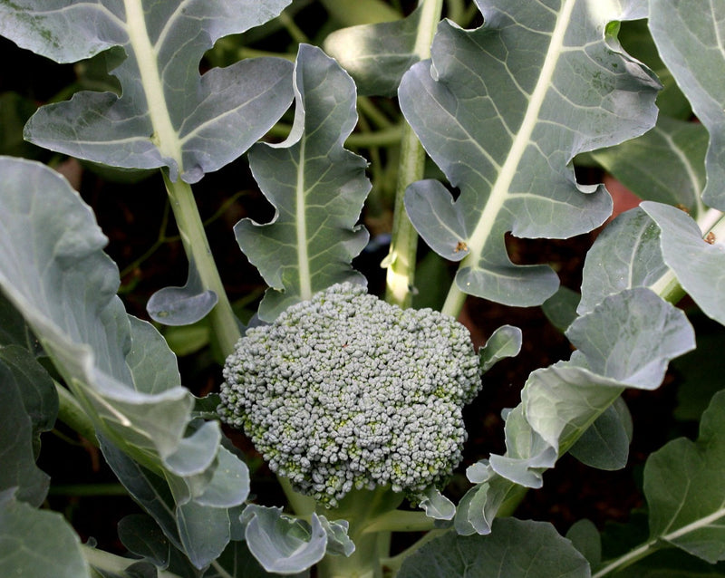 Broccoli - MARATHON - Brassica oleracea Italica Group