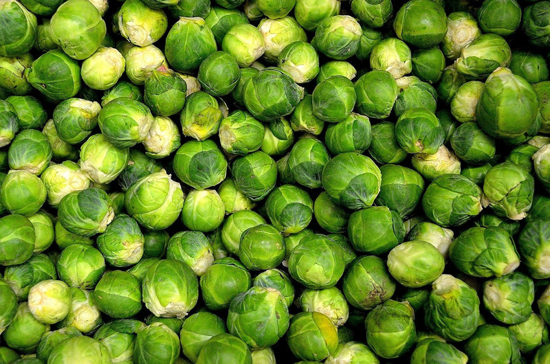 Brussel Sprouts - Brassica oleracea Gemmifera Group