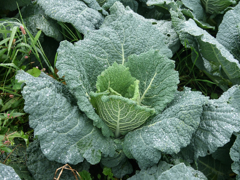 Cabbage - SAVOY - Brassica oleracea Sabauda Group