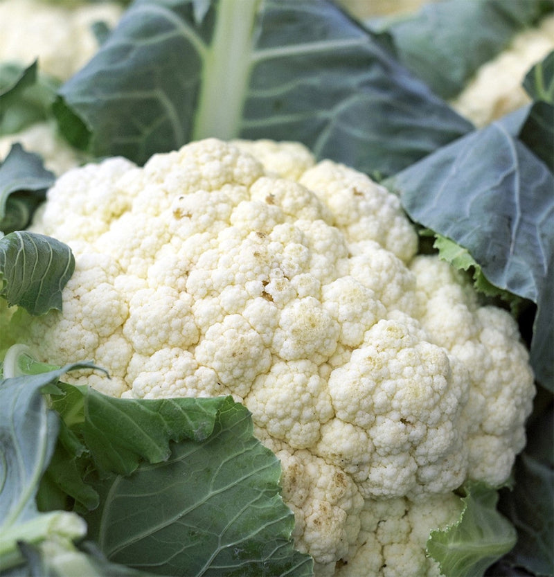 Cauliflower - ALL YEAR - Brassica oleracea Botrytis Group