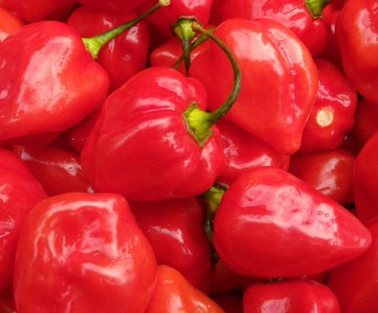 Chilli Pepper - HABANERO - Capsicum chinense